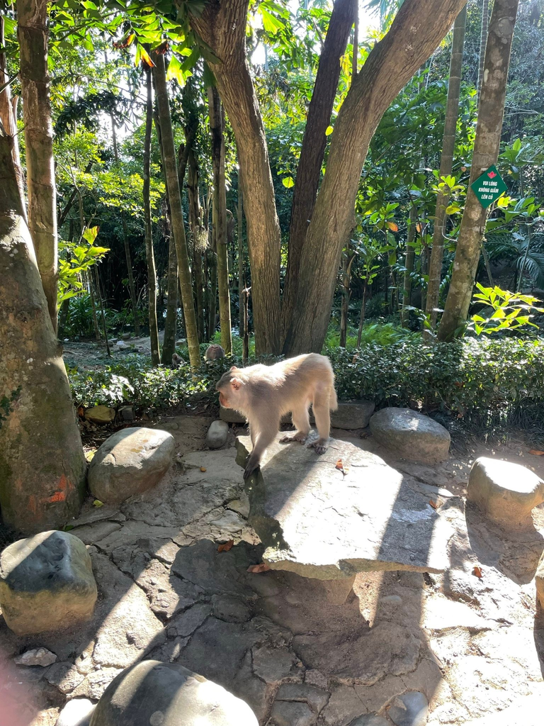 庭園の岩の上を歩く野生の猿